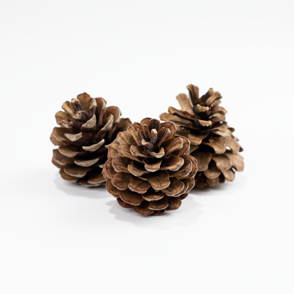 Çam Kozalağı - 10'lu Paket